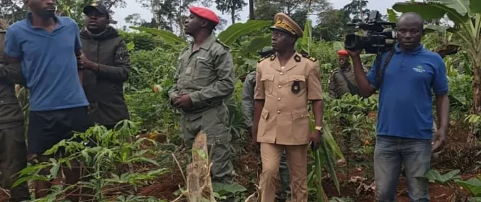 Extrême Nord : Un champ de cannabis démantelé à Moudji