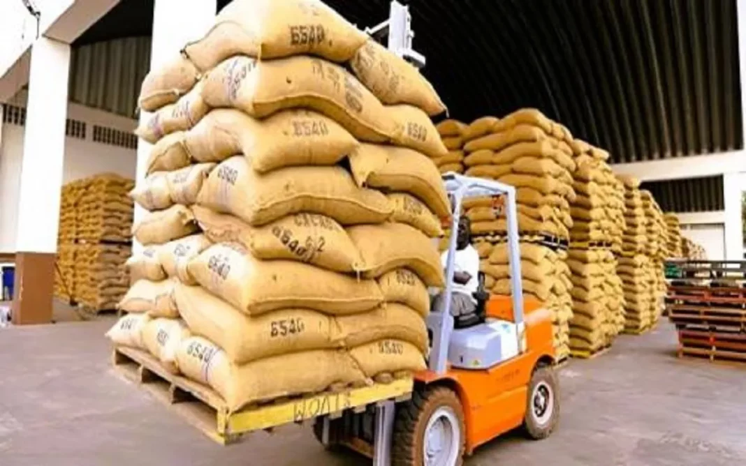 Cacao au Cameroun
