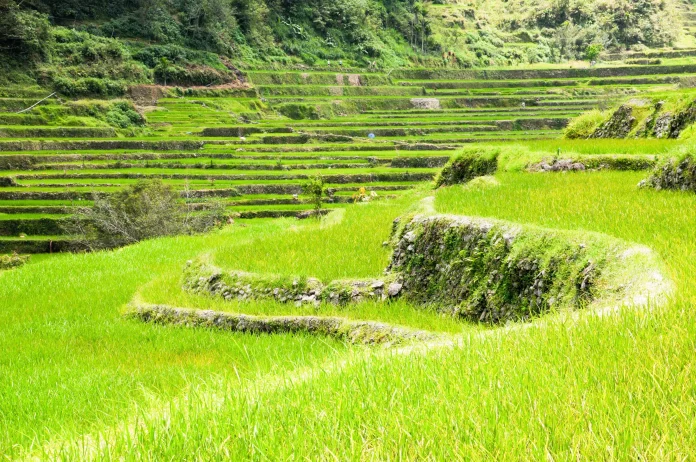 Cultiver du riz en Angleterre : un pari rendu possible par le changement climatique