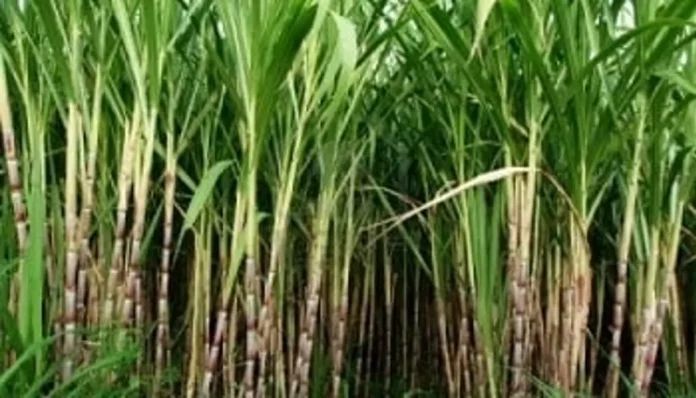 Filière sucre : La Socucam met en garde le gouvernement