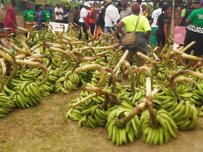 Mbonjo : Le marché est au vert