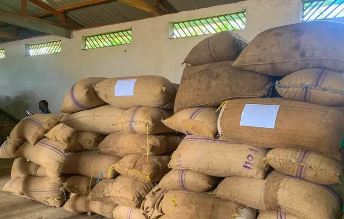 Cacao : le prix du kilo à 2500 Fcfa