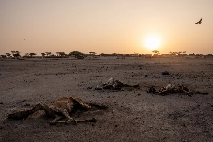 Nord-est du Kenya : La sécheresse menace des vies humaines