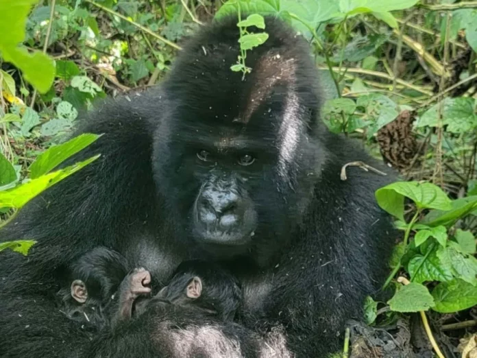 RDC: Naissance rare de jumeaux gorilles de montagne dans le parc national des Virunga