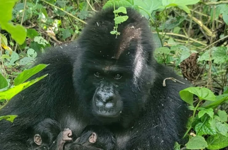 gorilles de montagne