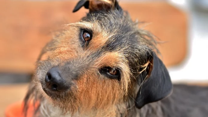 Certains chiens peuvent apprendre des mots simplement en écoutant les humains