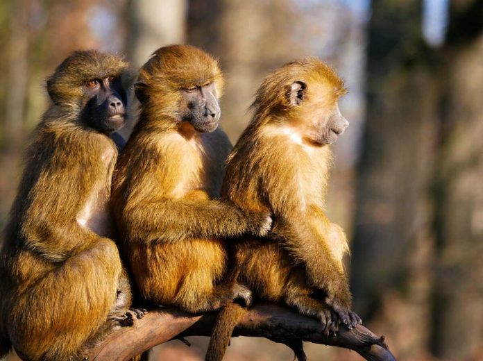 Comportement animal : Même chez les babouins, la jalousie fraternelle existe