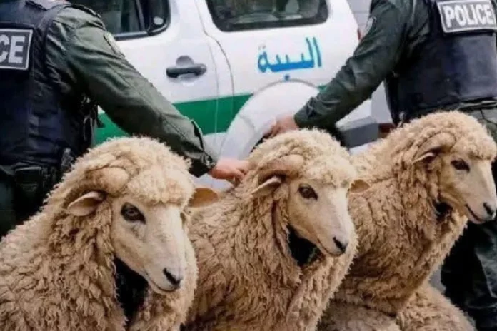 Espagne : Trois migrants déguisés en moutons arrêtés