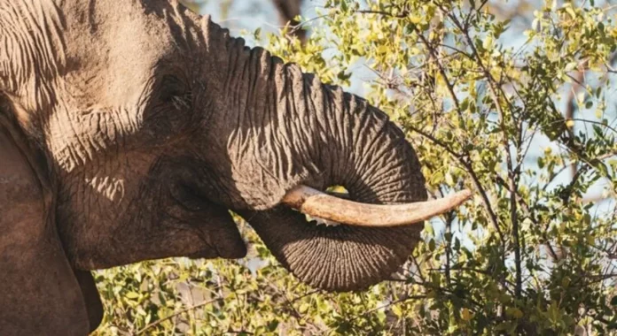 Moustaches des éléphants: Le secret de leur dextérité ?