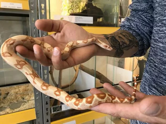 Douala: Ils cohabitent avec les Boa, vipère, crocodile…