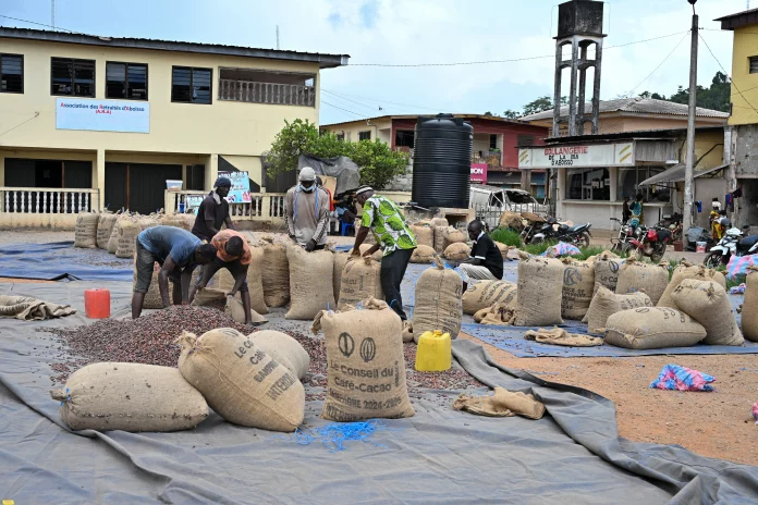 Crise du cacao ivoirien : des stocks à l’abandon et des planteurs sans revenus