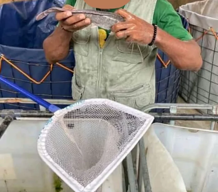 Pisciculture ambulante : L’élevage de silures bat son plein à Douala