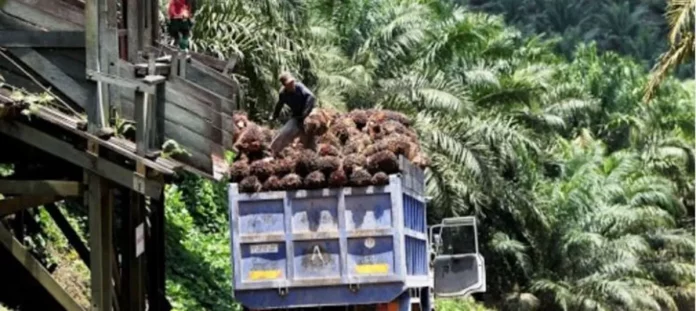 Cession Socapalm à Opalm : Les producteurs locaux accusent !!