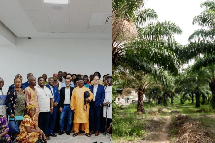 Palmeraie d’Ezéka : Socapalm et Opalm rassurent les planteurs