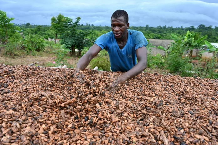 Cacao : les prix passent de 2800 à 1200f en Côte d’ivoire