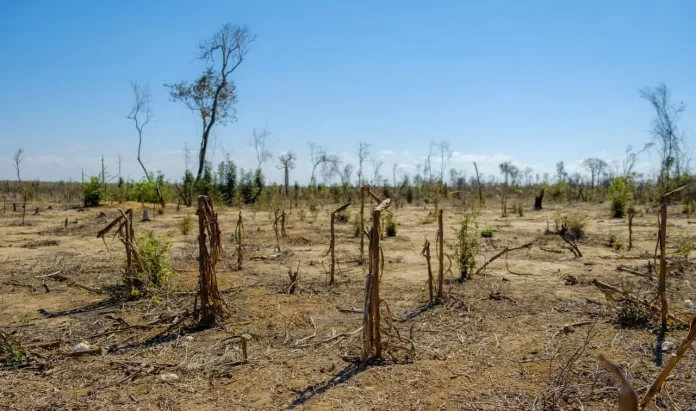 Déforestation : Un répit trompeur, la planète toujours en danger