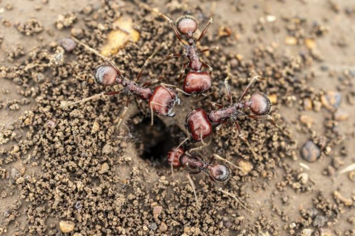 Kenya: Les fourmis, cibles surprenantes de nouveaux braconniers