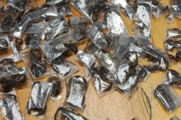 Afrique du Sud : 150 scorpions dans ses bagages