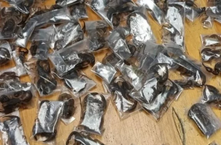 150 scorpions venimeux