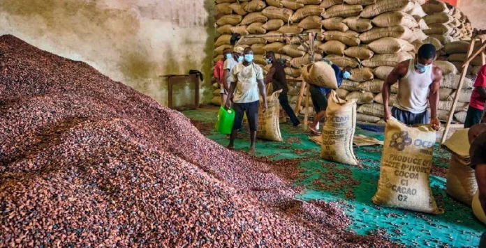 Cacao au Cameroun : des prix records avant la clôture