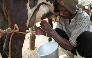 PNUD Cameroun filière lait