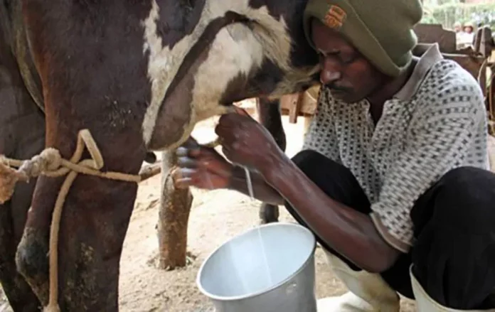 Filière lait : Le PNUD soutient le Cameroun