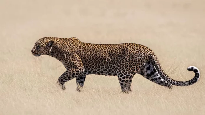 Images IA d’animaux sauvages : les experts redoutent un danger réel