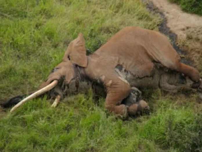 Kenya : Une vague de morts suspectes frappe les éléphants
