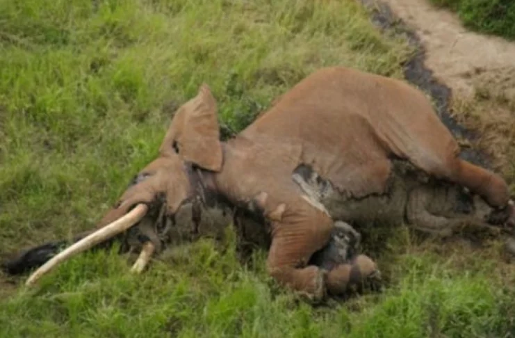 Kenya mort éléphants