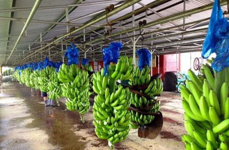 exportations de la banane camerounaise