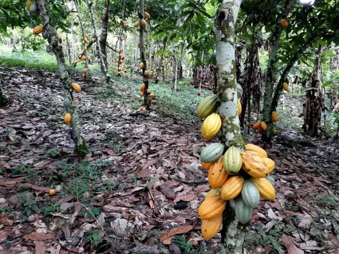 Filière Cacao : les enjeux ruraux de la mutation industrielle