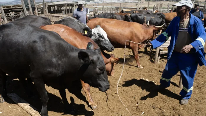 Namibie : viande suspendue à l’export pour fièvre aphteuse