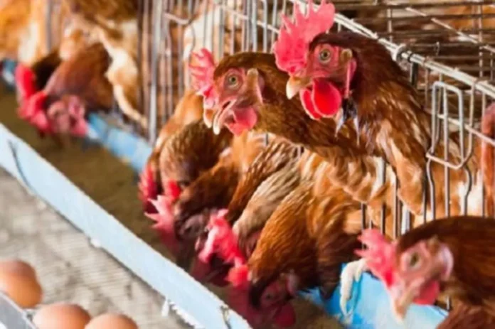 Filière avicole : poulet et œufs ont du plomb…